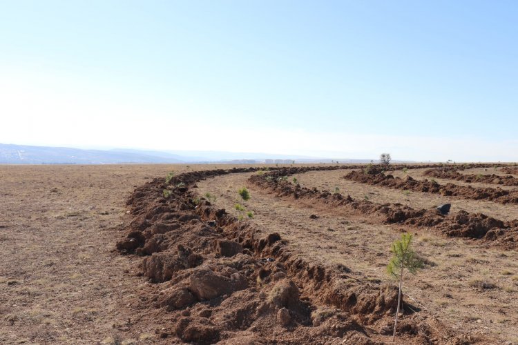 MUCURLU İŞ ADAMI REFİK YÜCESAN'DAN 1000 ADET FİDAN