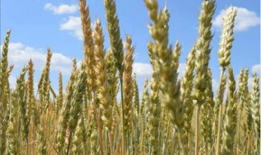 YENİ BUĞDAY ÇEŞİDİNE KARACAKURT İSMİ VERİLDİ